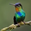 Kolibrik ohnivobrady - Panterpe insignis - Fiery-throated Hummingbird o1180